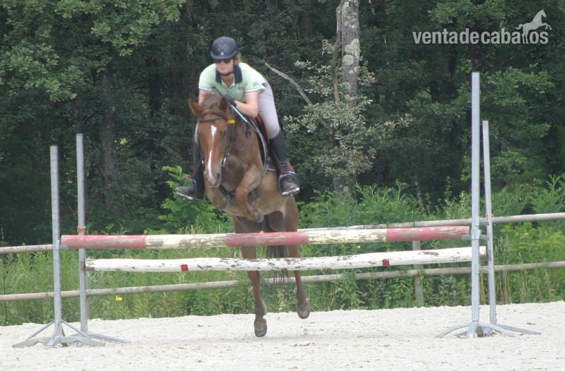 poney de deporte in 