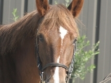 poney de deporte