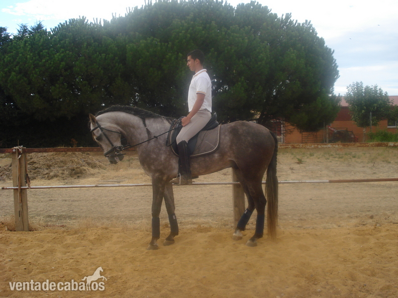 caballo lusitano 5 años in 