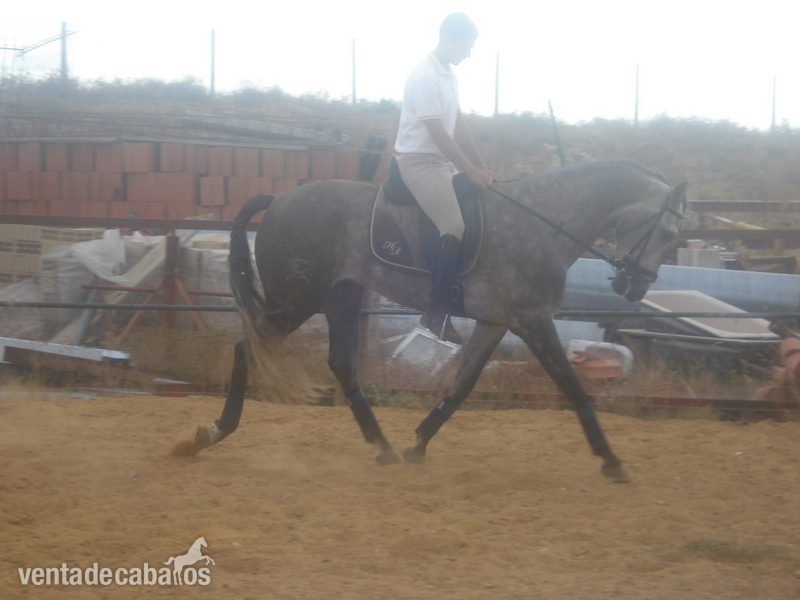 Lusitano