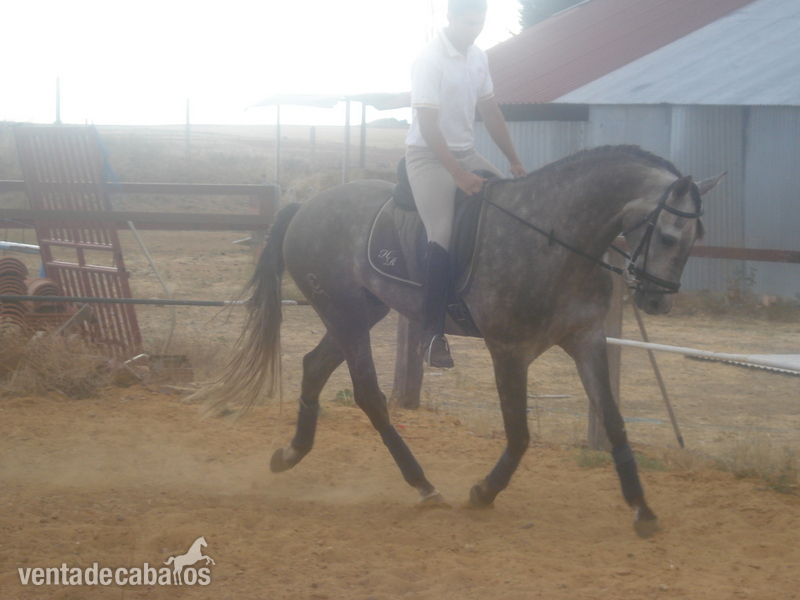 Lusitano {TYPE}