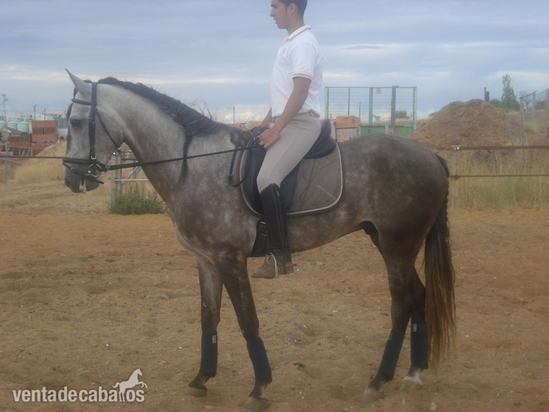 Caballos Capados Lusitano - caballo lusitano 5 años