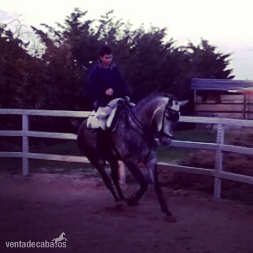 caballo lusitano 5 años - Caballos Capados Lusitano
