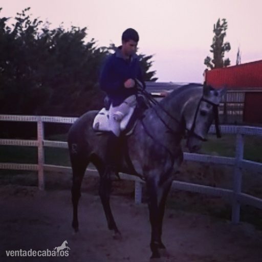 caballo lusitano 5 años - Lusitano