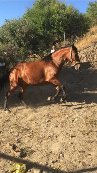 Hispano-Arabe