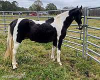 Blanco y negro - Yegua de caballo que camina de Teneessee registrada-15.3 manos de altura in 