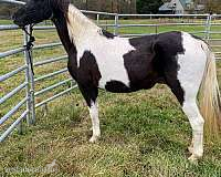 Black and White - Registered Teneessee Walking Hor
