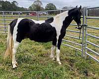 Blanco y negro - Yegua de caballo que camina de Teneessee registrada-15.3 manos de altura