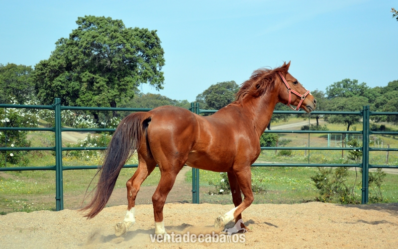 Caballo de Deporte Español (CDE)