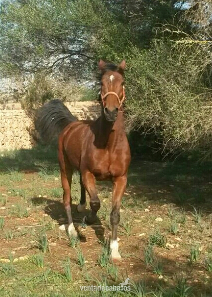 Vendo caballo muy noble in 