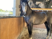 Se vende Potro PRE