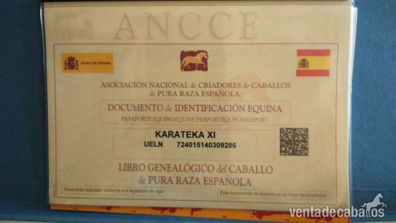 YEGUA Y POTRO PRE in 