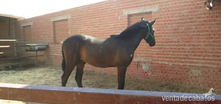 Pura Raza Española {TYPE}
