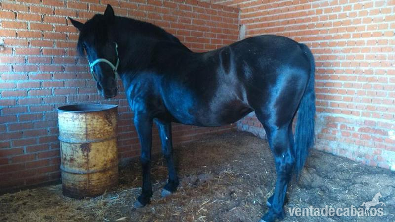 YEGUA Y POTRO PRE - Caballos Pura Raza Española (P.R.E.) Pura Raza Española