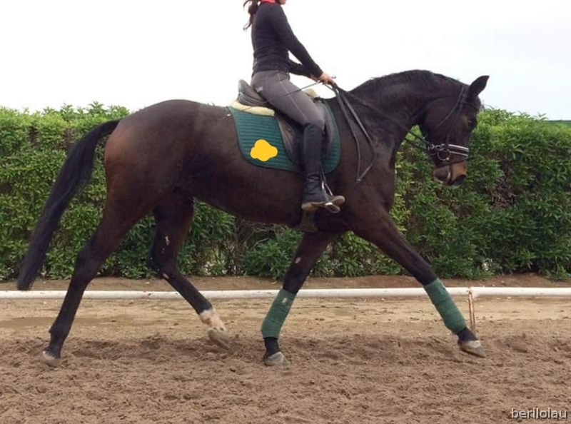 Hannoveriano {TYPE}