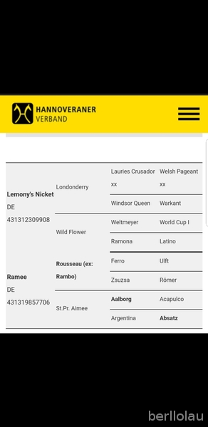 Yeguas Hannoveriano - Yegua centro-europea hannoveriana