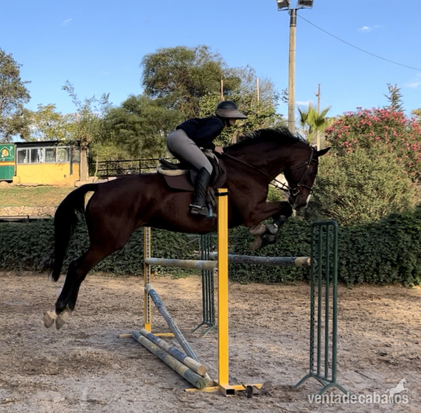 Caballo de salto in 