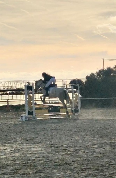 Caballo Hispano Árabe Hispano-Arabe - Vendo poni d de salto