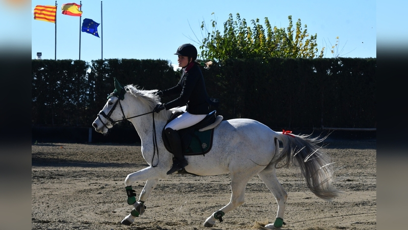 Vendo poni d de salto - Hispano-Arabe