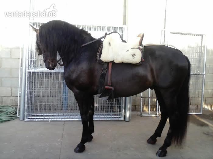 CABALLO PRE NEGRO in 