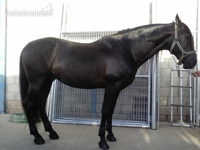 Caballos Pura Raza Española (P.R.E.) PRE - CABALLO PRE NEGRO