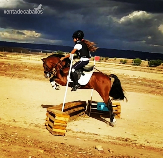 Se vende campeon de españa en c.completo in 