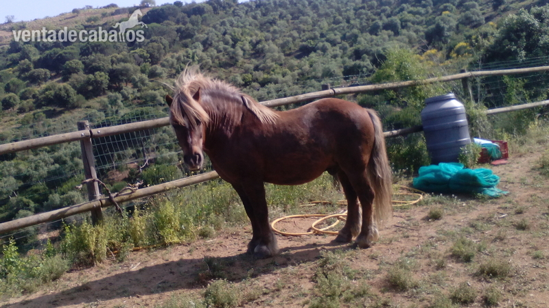 CABALLO PEQUEÑO CONOCIDO COMO RAZA NAVARRETE in 