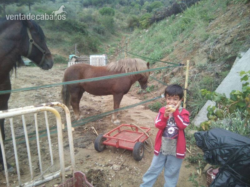Caballos Capados Navarrete- - CABALLO PEQUEÑO CONOCIDO COMO RAZA NAVARRETE