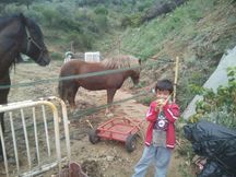 CABALLO PEQUEÑO CONOCIDO COMO RAZA NAVARRETE