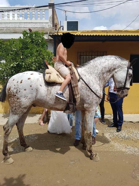 jaca noble appaloosa in 