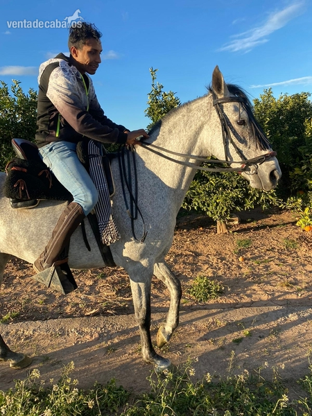 Se vende potra in 