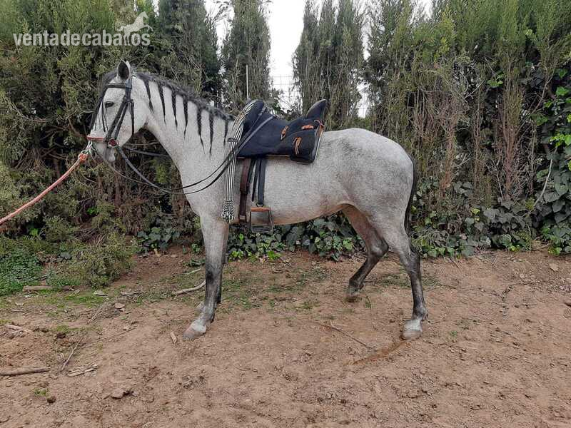 Se vende potra - pre