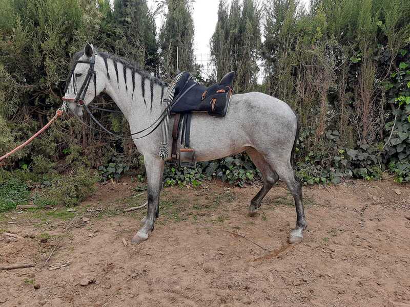 Se vende potra - pre