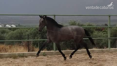 Potro PRE línea Gaucho 3 años in 