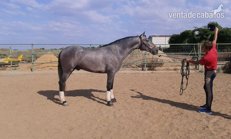 Caballos Pura Raza Española (P.R.E.) PRE - Potro PRE línea Gaucho 3 años
