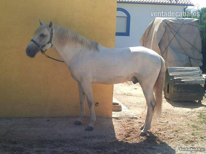 Cavalo Lusitano Puro in 