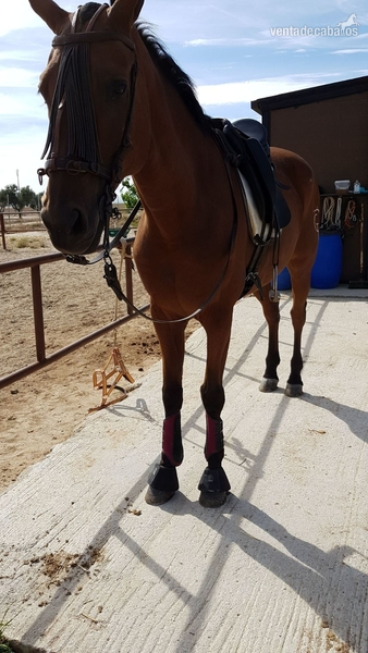 Caballo tres sangres in 