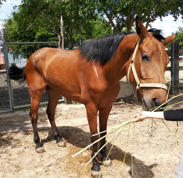 Caballos Capados Hispano-Arabe cuarto de milla - Caballo tres sangres