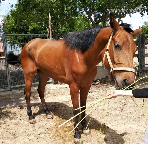 Caballos Capados Hispano-Arabe cuarto de milla - Caballo tres sangres