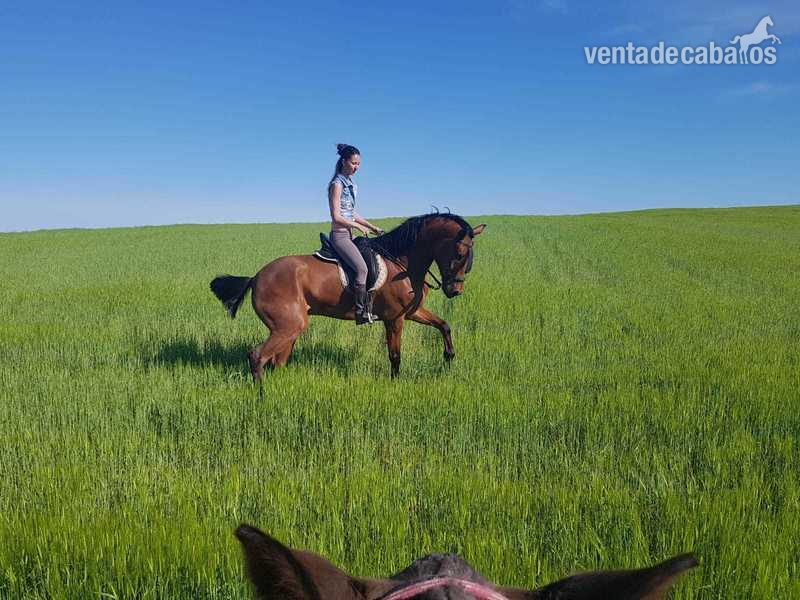 Caballo tres sangres - Caballos Capados Hispano-Arabe cuarto de milla