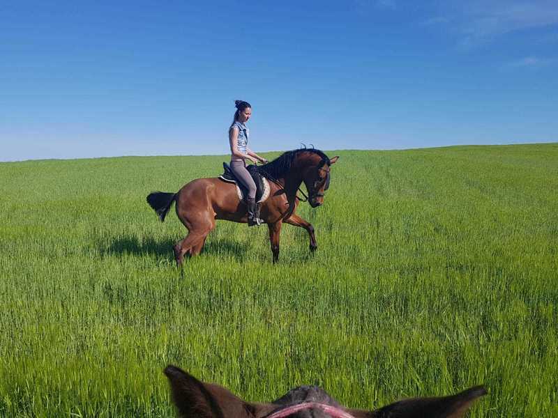 Caballo tres sangres - Caballos Capados Hispano-Arabe cuarto de milla