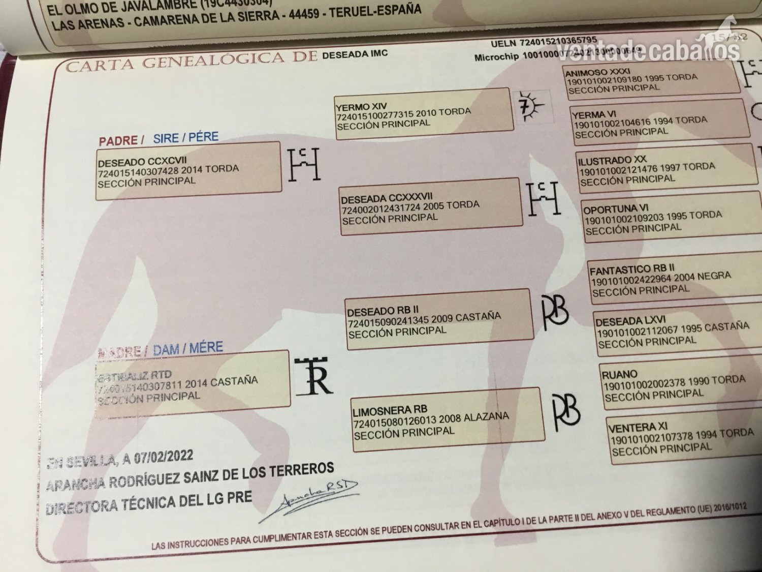 Caballos Pura Raza Española (P.R.E.) EMPTY - POTRA CARTUJANA DE 3 AÑOS