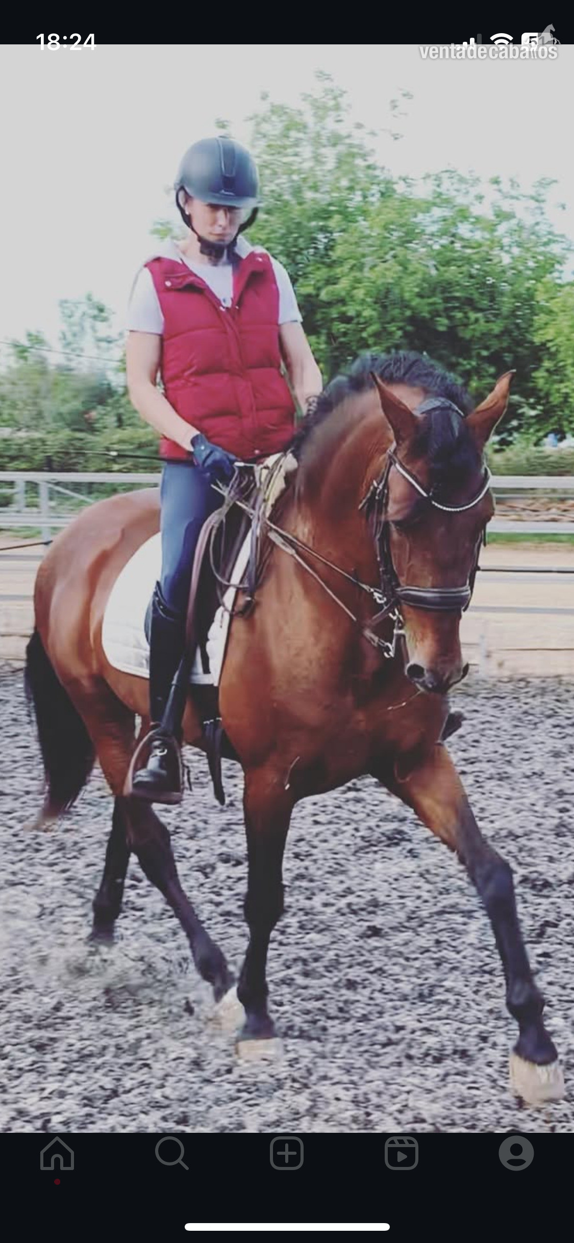  Busco persona con la que compartir mi caballo. in 