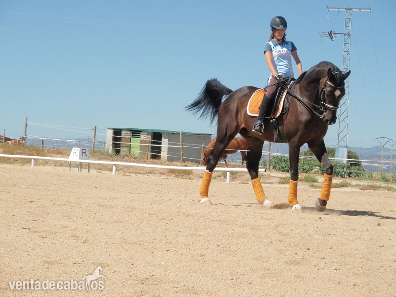 caballo belga doma clasica in 