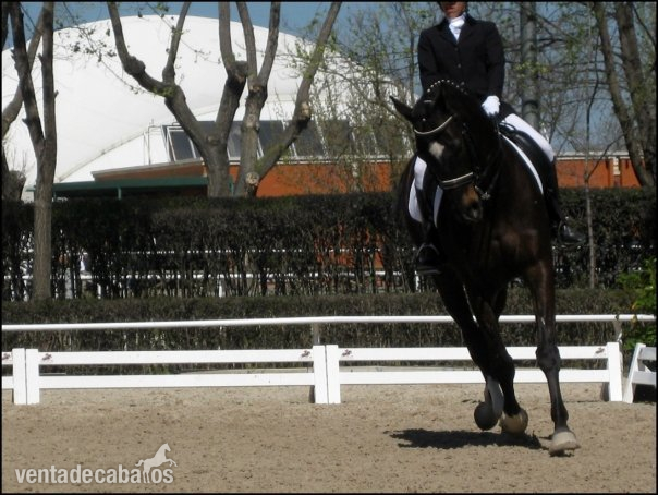 Caballo de Deporte Español (CDE)