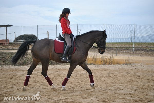 Caballo de Deporte Español (CDE) {TYPE}