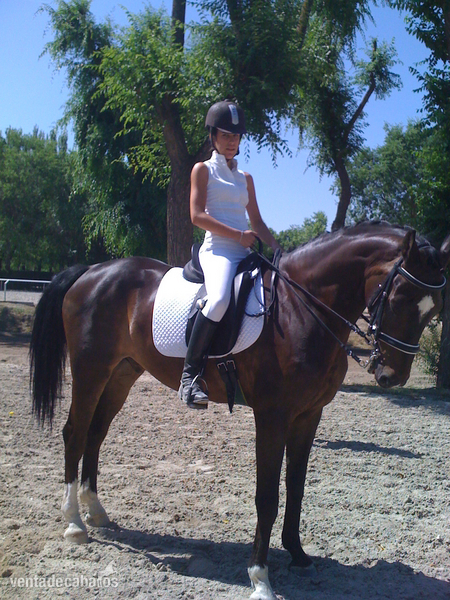 Caballos Capados Caballo de Deporte Español (CDE) - caballo belga doma clasica