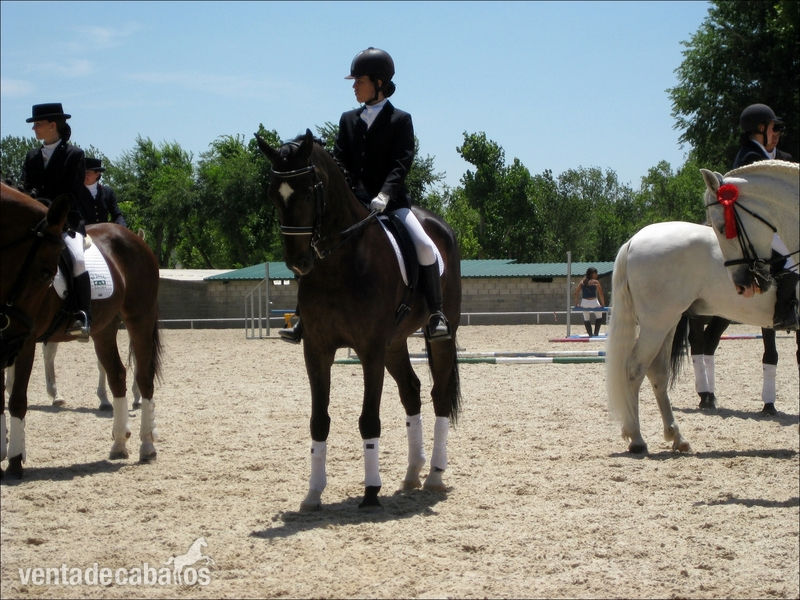 caballo belga doma clasica - Caballos Capados Caballo de Deporte Español (CDE)
