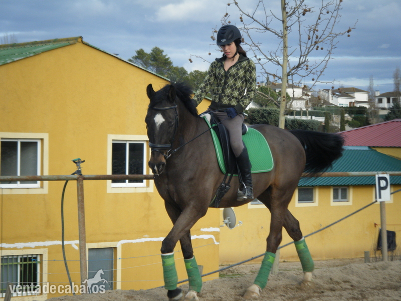 caballo belga doma clasica - Caballo de Deporte Español (CDE)