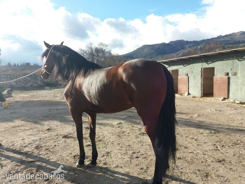 Caballos Pura Raza Española (P.R.E.) Pura Raza Española - Yegua PRE 6 años Ganadería Ricardo Barros